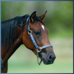 paarden